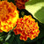 French Marigold Sparky Mix