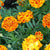 French Marigold Sparky Mix