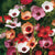 Linum Charmer Mix FL2959-1
