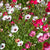 Linum Charmer Mix