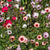 Linum Charmer Mix