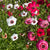 Linum Charmer Mix