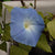Heavenly Blue morning glory seeds FL2978 4