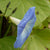 Heavenly Blue morning glory seeds FL2978 3