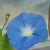 Heavenly Blue morning glory seeds FL2978 2