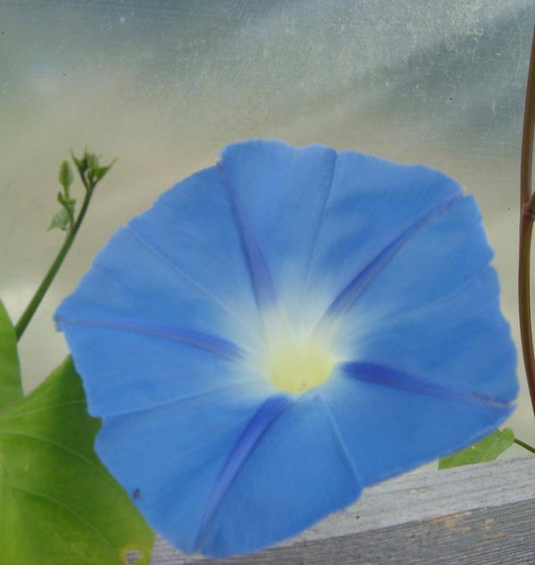 Heavenly Blue morning glory seeds FL2978 2
