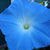 Heavenly Blue