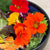 Salad Blend