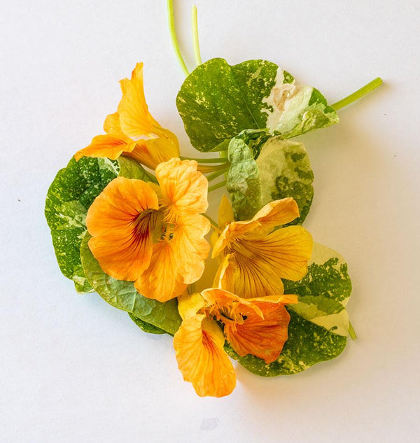 Tip Top Alaska Salmon