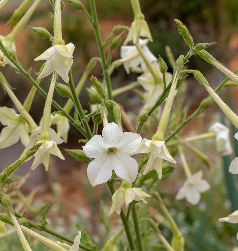 jasmine tobacco plant for sale Jasmine Tobacco Nicotiana Seeds – West Coast Seeds jasmine tobacco plant for sale Jasmine Tobacco Nicotiana Seeds – West Coast Seeds