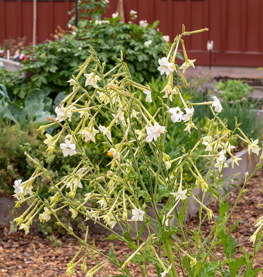 jasmine tobacco flower Jasmine Tobacco