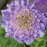 Imperial Blend Pincushion Scabiosa SeedsFL3015 1