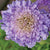 Imperial Blend Pincushion Scabiosa SeedsFL3015 1