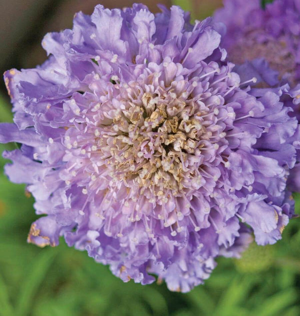Imperial Blend Pincushion Scabiosa SeedsFL3015 1