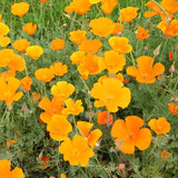California Orange