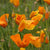 California Orange
