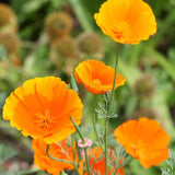 California Orange how to grow california poppies