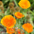 California Orange how to grow california poppies