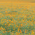 California Orange