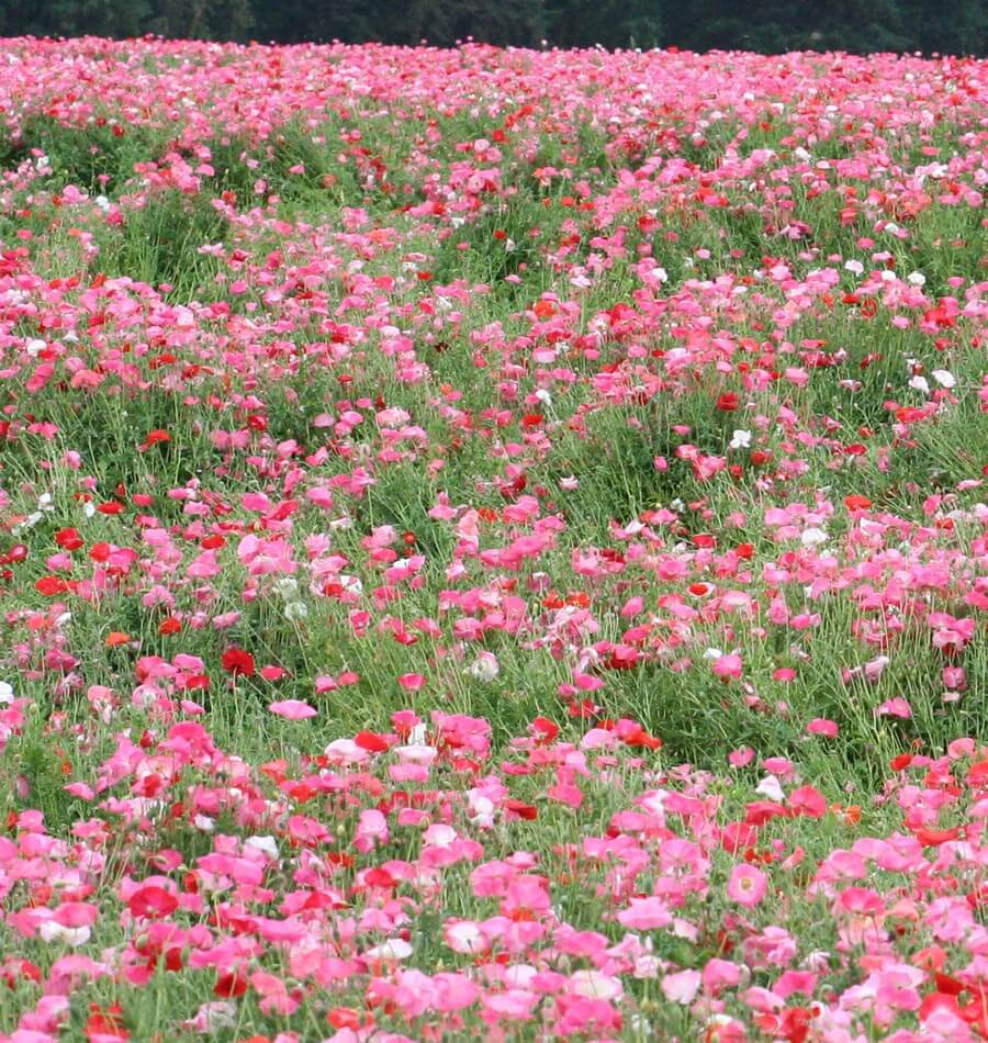 Shirley poppy Papaver rhoeas flowers in mixed colors