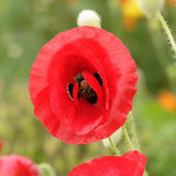 Flanders Poppy