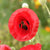 Flanders Poppy