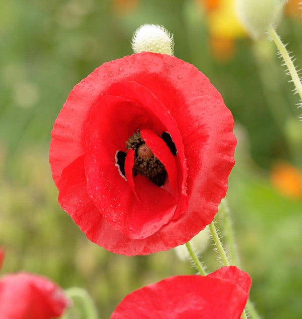 Flanders Poppy
