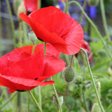 how to grow poppies Flanders Poppy