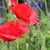 how to grow poppies Flanders Poppy