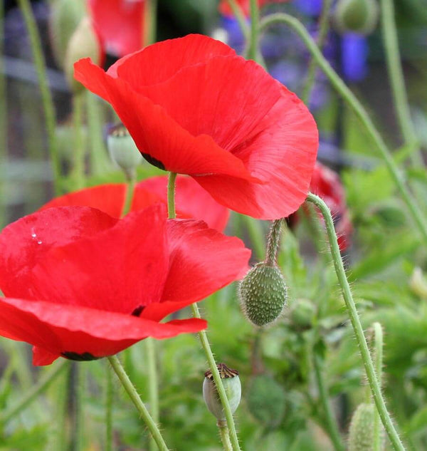 how to grow poppies Flanders Poppy