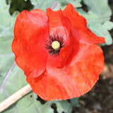 Flanders Poppy