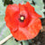 Flanders Poppy