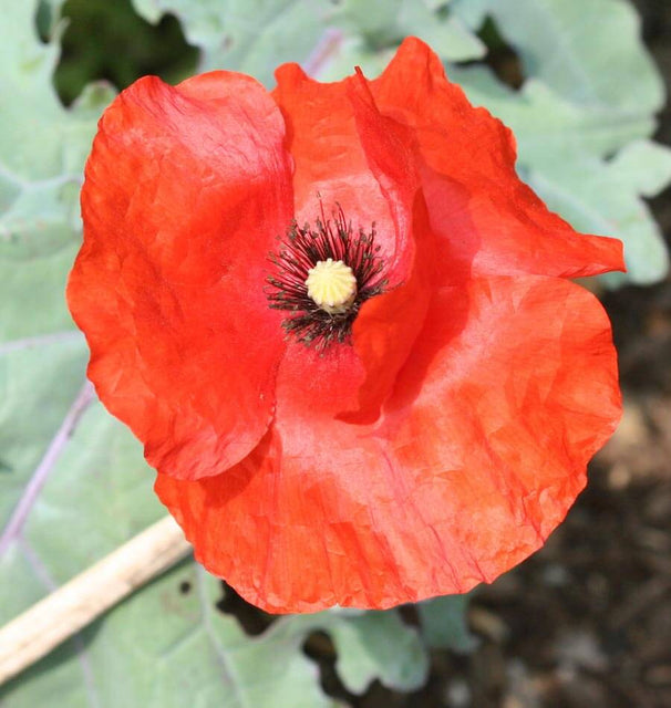 Flanders Poppy