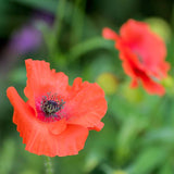 Flanders Poppy Seeds FL3108_5