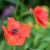 Flanders Poppy Seeds FL3108_5