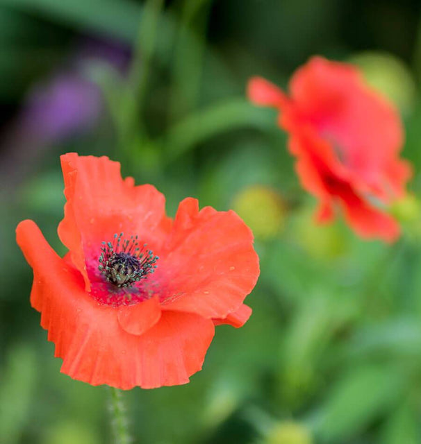 Flanders Poppy Seeds FL3108_5