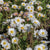 Bellis English Daisy