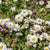 Bellis English Daisy