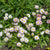 Bellis English Daisy