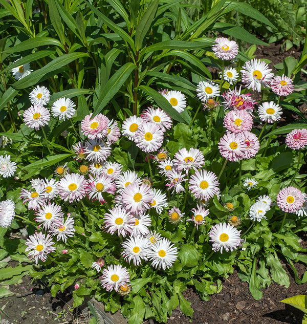 Bellis English Daisy
