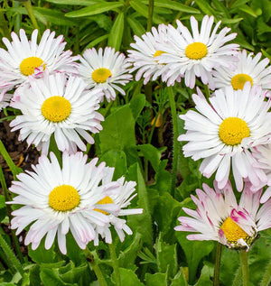 Daisy Seeds – West Coast Seeds