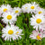 Bellis English Daisy