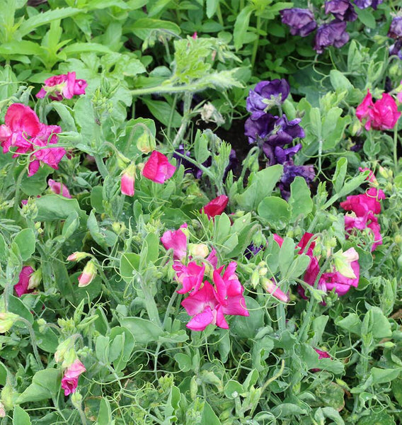plant sweet pea seeds outdoors Patio Mix Sweet Pea Seeds – West Coast Seeds