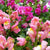 Rainbow Blend snapdragon seeds