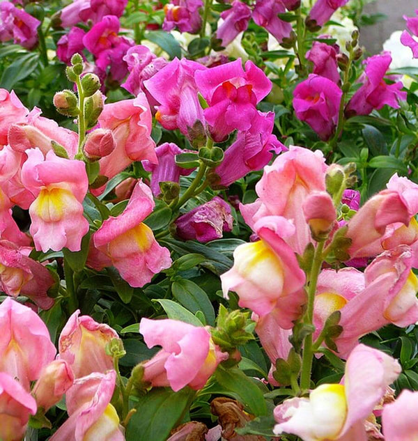 Rainbow Blend snapdragon seeds