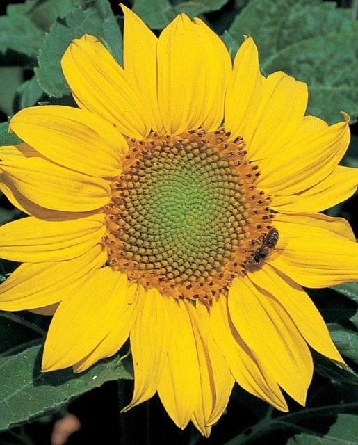 Zebulon Semi-Dwarf Sunflower