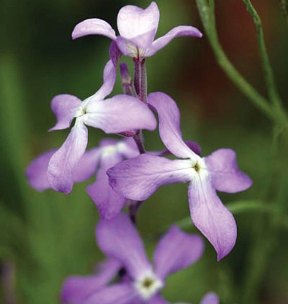 planting night scented stock seeds Evening Scented Stocks Seeds – West Coast Seeds