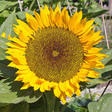 Zohar Organic