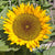 Zohar Organic