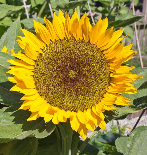 Zohar Organic